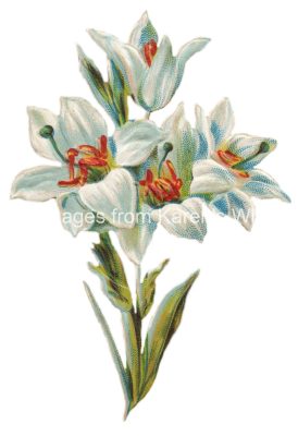 Easter Lilies 6