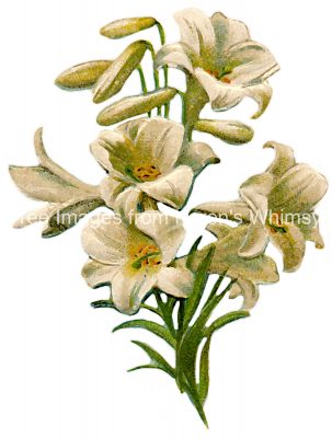 Easter Lilies 7