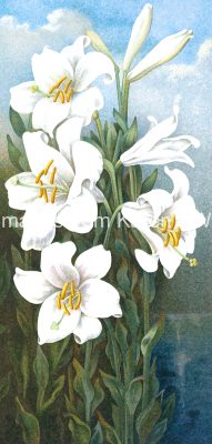 Easter Lillies 3