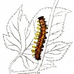 Types of Caterpillars 2 - American Butterfly