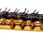 Types of Caterpillars 3 - Common Buckeye