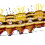 Types of Caterpillars 4 - Grapta Interrogationis
