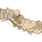 Types of Caterpillars 7 - Basilarchia Astyanax