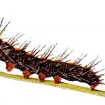 Types of Caterpillars 8 - Vanessa Antiopa