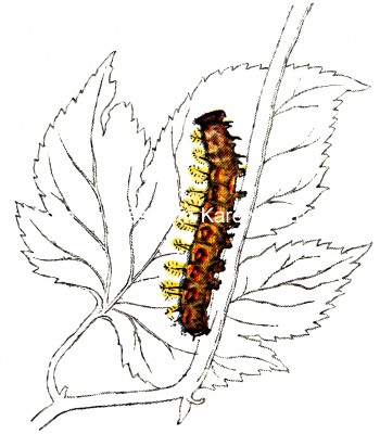 Types of Caterpillars 2 - American Butterfly