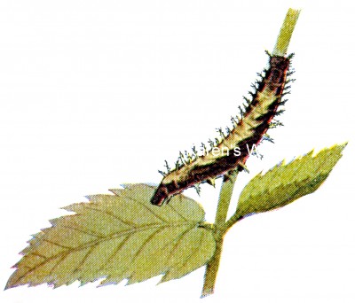 Types of Caterpillars 5 - Grapta Satyrus