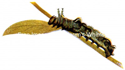 Types of Caterpillars 6 -Basilarchia Disippus