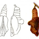 Chrysalis 3 - Basilarchi Disippus
