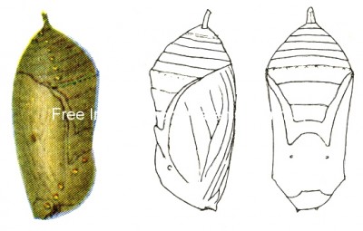 Chrysalis 1 - Anosia Plexippus