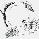 Butterfly Stages 2 - Sketch of Butterfly Cycle
