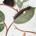 Butterfly Stages 6 - Mourning Cloak