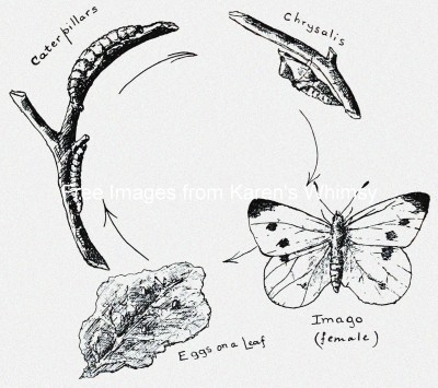 Butterfly Stages 2 - Sketch of Butterfly Cycle