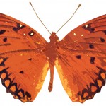 Butterflies 5 - Gulf Fritillary