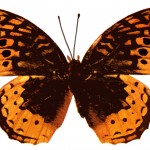 Butterflies 6 - Great Spangled Fritillary Female