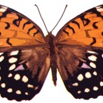 Butterflies 8 - Argynnis Idalia Drury