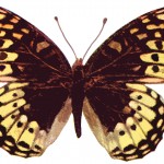 Butterflies 9 - Male Nokomis
