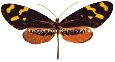 Butterflies 2 - The California Longwing