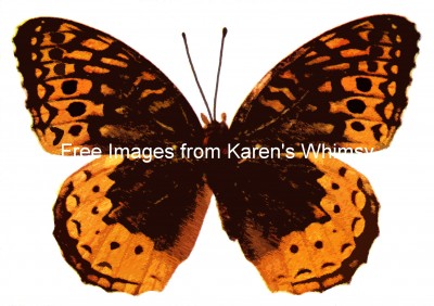 Butterflies 6 - Great Spangled Fritillary Female