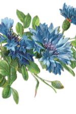 Flower Drawings 2 - Blue Garland