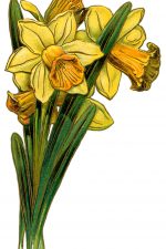 Flower Drawings 8 - Yellow Daffodils