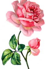 Flower Drawings 9 - Pink Rose