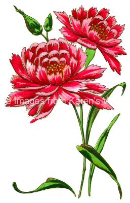 Flower Drawings 1 - Red Carnations
