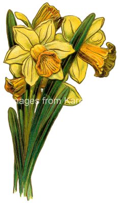 Flower Drawings 8 - Yellow Daffodils