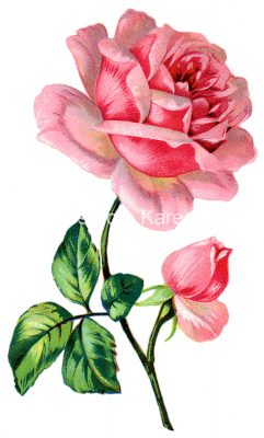 Flower Drawings 9 - Pink Rose