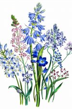 Pictures of Flowers 5 - Varieties of Squill