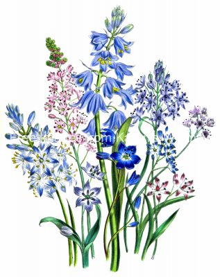 Pictures of Flowers 5 - Varieties of Squill