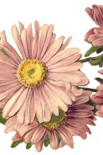 Flower Graphics 7 - Pink Daisies