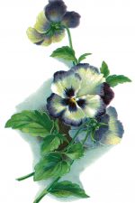 Flower Graphics 8 - Pansy Blossoms