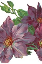 Flower Graphics 9 - Purple Flowers