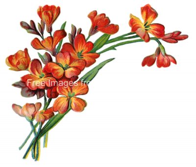 Flower Graphics 4 - Orange Flowers