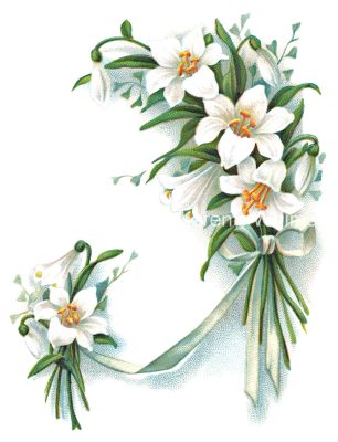 Flower Graphics 5 - White Lilies