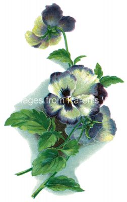 Flower Graphics 8 - Pansy Blossoms