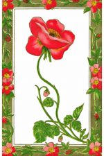 Pretty Flowers 3 - Poppy in Frame