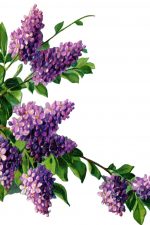 Purple Flowers 3 - Lilac Branches
