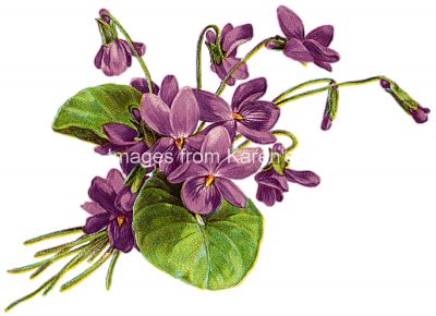 Purple Flowers 4 - Bunch of Violets