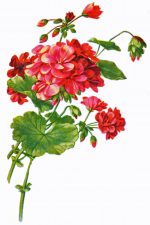 Spring Flowers 1 - Red Geraniums