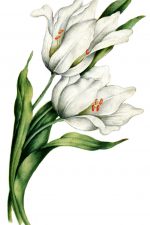 Tulips 6 - Two White Tulips