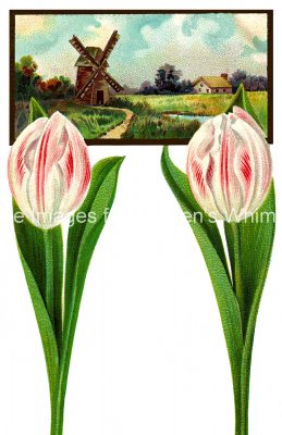 Tulips 4 - Country Scene with Striped Tulips