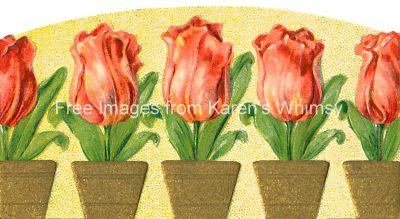 Tulips 5 - Pots of Pinkish Tulips