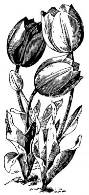 Tulips 7 - Black and White Tulips