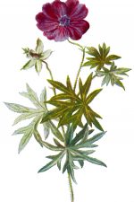 Free Spring Clipart 7 - Purple Blood Geranium
