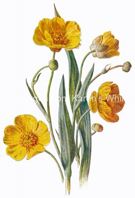 Free Spring Clipart 1 - Yellow Spearwort