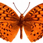 Butterfly Clipart 1 - Snyder's Fritillary