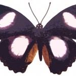 Butterfly Clipart 2 - The Mimic Male