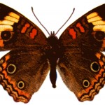Butterfly Clipart 3 - Junonia Genoveva Male
