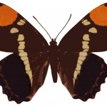 Butterfly Clipart 4 - California Sister